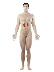 Fototapeta premium 3d rendered medically accurate illustration of a mans kidneys