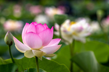 蓮の花　初夏イメージ