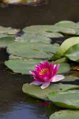 睡蓮の花