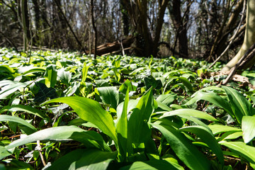 Obraz premium einzelne Bärlauch Pflanze vor dichtem Bewuchs