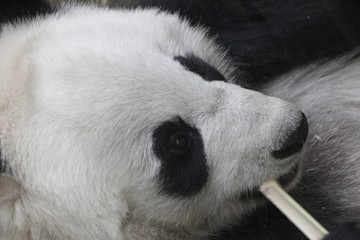 Close up Panda Face