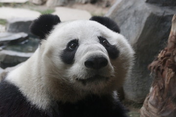 Close up Giant Panda Fluffy Face, China