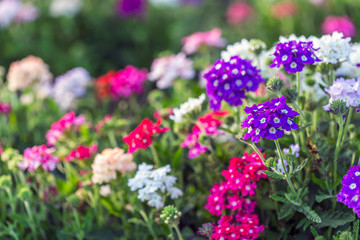  fully bloom seasonal flowers in field