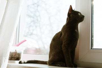 Naklejka premium portrait of a gray cat that looks out the window