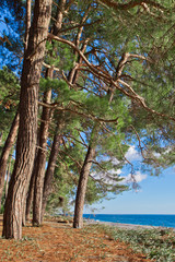Pine grove (forest) on the shore of the blue sea on a summer evening. Pitsundskaya grove relic pine. Tourism i in Abkhazia.