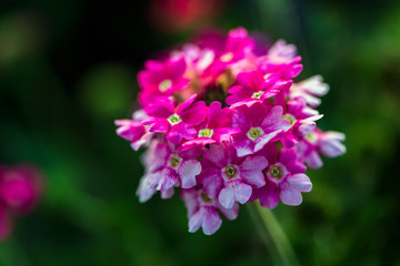  fully bloom seasonal flowers in field