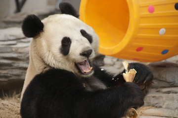 Happy Panda eating Bamboo Shoot, China