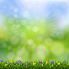 Spring Flowers Nature Poster With Grass