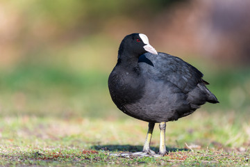 portrait of a coot on land