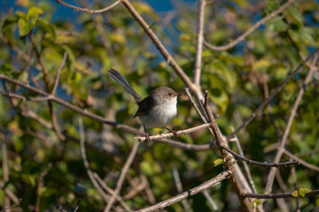 small bird on a branch
