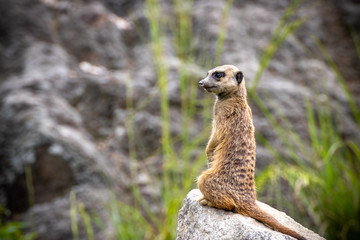 Fototapeta premium ミーアキャットのポートレート