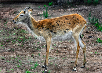 Young lechwe waterbuck. Latin name - Kobus leche kafuensis