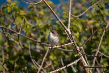 small bird on a branch