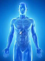 3d rendered medically accurate illustration of a mans gallbladder
