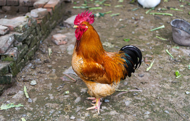 A rooster is looking for bait in the garden