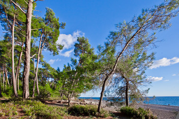 Obraz premium Pine grove (forest) on the shore of the blue sea on a summer evening. Pitsundskaya grove relic pine. Tourism i in Abkhazia.