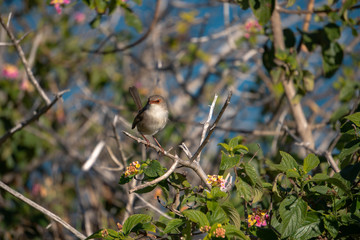 small bird on a branch