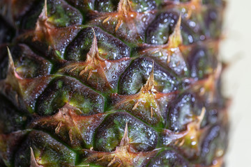 Fototapeta premium Study of flowering and fruit structures for education in laboratory.
