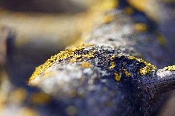 The trunk of a tree, the bark of which is covered with patches of yellow lichen. The wood is...