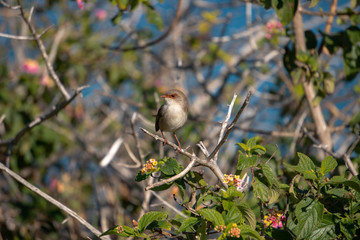 small bird on a branch