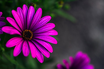 Obraz premium fully bloom seasonal flowers in field