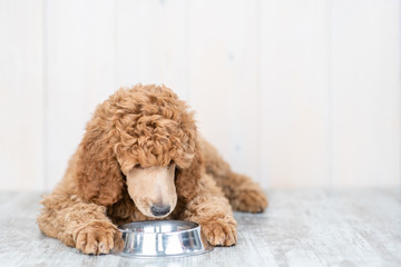 Poodle puppy eating food from dish at home. Empty space for text