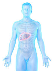 3d rendered medically accurate illustration of a mans liver