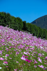 コスモス畑　秋イメージ