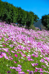 コスモス畑　秋イメージ