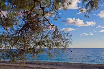 The branches. Pine grove (forest) on the shore of the blue sea on a summer evening. Pitsundskaya grove relic pine. Tourism i in Abkhazia.