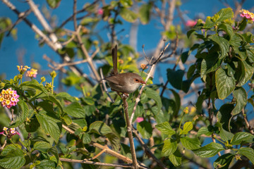 small bird on a branch