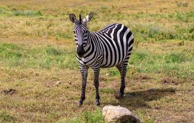 Zebra
