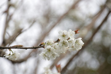 White Cherry Blossom in Springtime