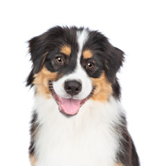 Happy young Australian Shepherd dog with tongue out. Isolated on white background