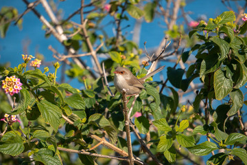 small bird on a branch