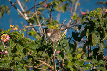 small bird on a branch