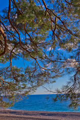 The branches. Pine grove (forest) on the shore of the blue sea on a summer evening. Pitsundskaya grove relic pine. Tourism i in Abkhazia.