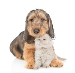 Sad dachshund puppy embracing gray kitten. isolated on white background