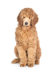 Portrait of a royal poodle. isolated on white background