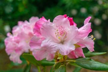 Rhododendron im April. Pinker blühender Rhododendron im April. Rhododendron hirsutum. Rhododendron im Frühling.