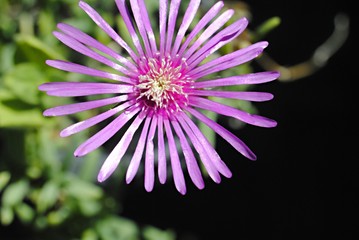 Obraz premium Fleur