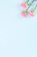 Beautiful fresh blooming baby pink color tender carnations isolated on bright blue background, mothers day thanks design concept,top view,flat lay,copy space,close up,mock up