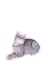 Fototapeta premium Cat Playing and looking up on white background