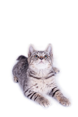 Cat Playing and looking up on white background