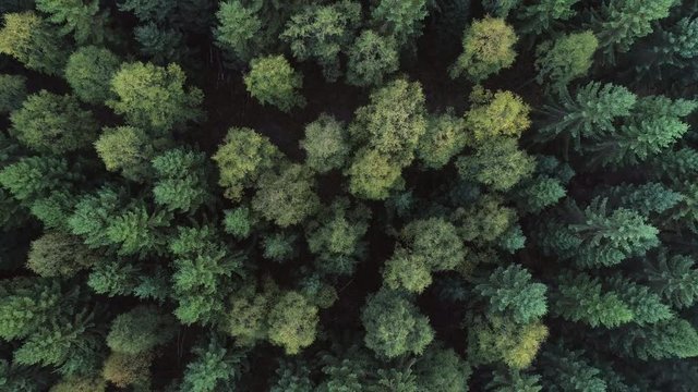 Aerial top down view o mixed tree autumn forest in Northern Europe. Drone shot flying up over fir and deciduous trees, nature background in 4K resolution