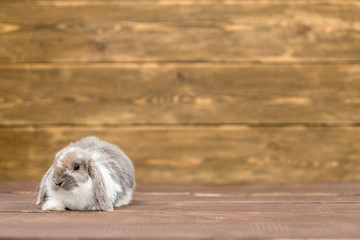 Rabbit on wooden background. Empty space for text
