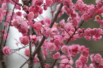 Blur photo of Pink Cherry Blossom in Springtime for Background