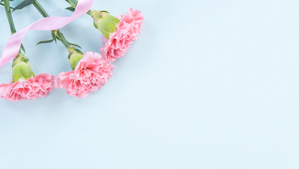 Beautiful fresh blooming baby pink color tender carnations isolated on bright blue background, mothers day thanks design concept,top view,flat lay,copy space,close up,mock up