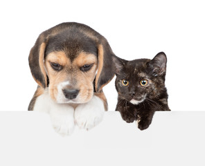 Cat and dog over white banner. isolated on white background