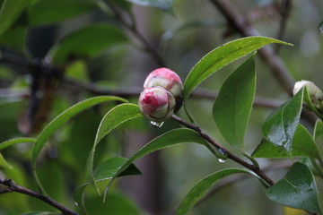 Red Plum Flower Bud is waiting to Bloom